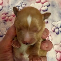 Remington - Wheaten male Miniature Schnauzer puppy in Russell, Kentucky from Marjorie's Simply Schnauzer