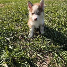 Jaguar - Red and white male Pomsky puppy in Bucyrus, Missouri from Hill Top Pomskies