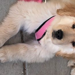 Golden Retriever Puppies from Glacier Goldens