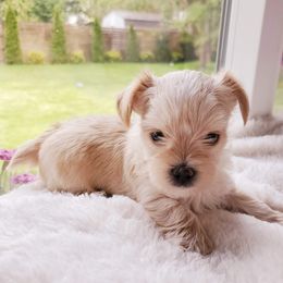 Biewer Terrier and Yorkshire Terrier Puppies from 1.StarDreamPups