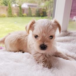 Biewer Terrier and Yorkshire Terrier Puppies from 1.StarDreamPups