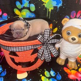 Future Legend - Blue fawn male French Bulldog puppy in Fort Wayne, Indiana from Jack & Ruby’s Frenchies