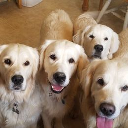 Golden Retriever Puppies from Mother of Pearl English Creams