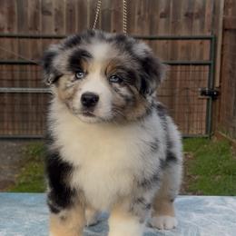 Aurora - Blue merle male Australian Shepherd puppy in El Dorado Hills, California from Trinity Aussies
