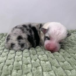 Ash - Blue merle and white male American Corgi puppy in Waco, Texas from The Comma Corgis