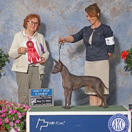 Michael - American Hairless Terrier