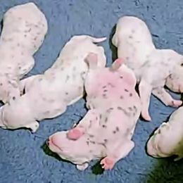 Dalmatian Puppies from Hapi-Dal Dalmatians