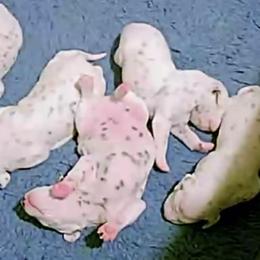 Dalmatian Puppies from Hapi-Dal Dalmatians