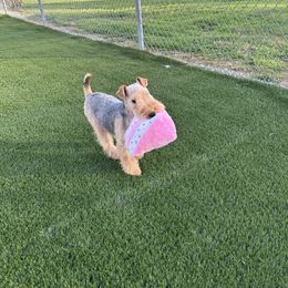 Ivy - Lakeland Terrier