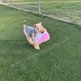 Ivy - Lakeland Terrier