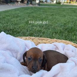 Hot pink collar girl - Red female Dachshund puppy in Modesto, California from The dachshunds