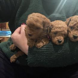 Poodle Puppies from Divine Poodles