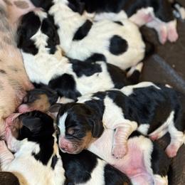 Male 3 - Black brown and white male Basset Hound puppy in Outlook, Washington from Porter Kennels