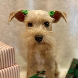 Miniature Schnauzers and Schnoodles from River and Pine Pups