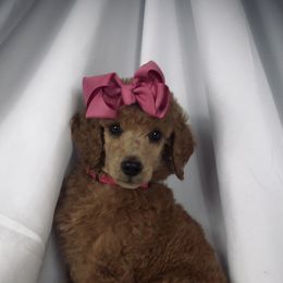 Poodle Puppies from Prissy Pants Poodles LLC
