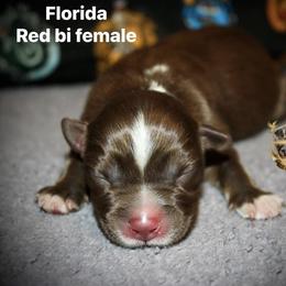 Florida - Red & white female Australian Shepherd puppy in El Dorado Springs, Missouri from HP Aussie Kennels