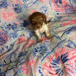 Susie - Piebald female Dachshund puppy in Lake City, Florida from My Ditzy Doxies of Florida