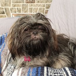 LuLu - Shih Tzu