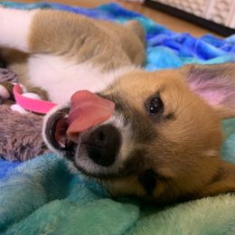 Pembroke Welsh Corgi Puppies from Gold Country Pups