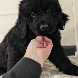 Ruger - Black male Newfoundland puppy in Sugarcreek, Ohio from Wrinkles Rare Newfoundlands