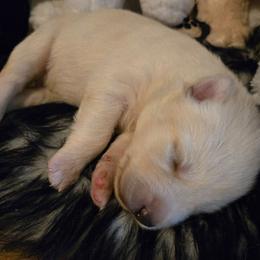 Skye - White female Gerberian Shepsky puppy in Gorman, Texas from Bransford Paw Pack/Timber Huskies