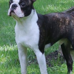 Boston Terriers, Cavalier King Charles Spaniels, French Bulldogs, and Golden Retrievers from Promise Land