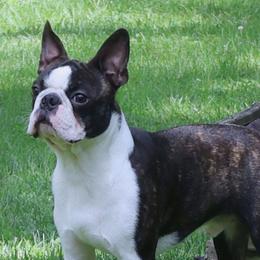 Boston Terriers, Cavalier King Charles Spaniels, French Bulldogs, and Golden Retrievers from Promise Land