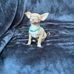 Peppermint - Chocolate and tan male Chihuahua puppy in Conway, Arkansas from Kings chichis