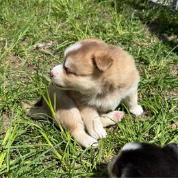 Chevy - Red and white male Pomsky puppy in Greenfield, Minnesota from SRF Pomskies