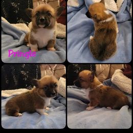 Pembroke Welsh Corgi Puppies from STR Corgis