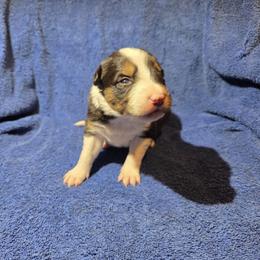 Rain - Tri-color female Border Collie puppy in Menasha, Wisconsin from Little Rose Retrievers