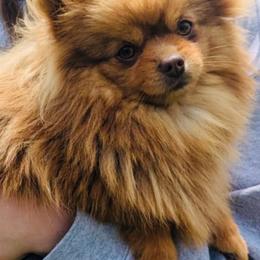 Bay - Pomeranian
