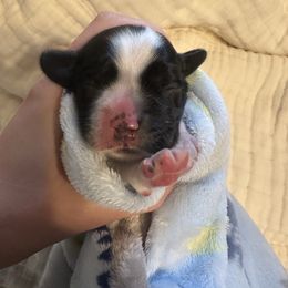 Blue collar - Black and white male Cocker Spaniel puppy in Cincinnati, Ohio from Abundance of Joy LLC Cocker Spaniels