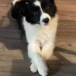 Border Collie Puppies from HarborMist