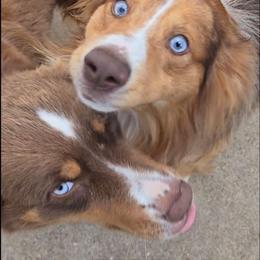 Miniature Australian Shepherd puppies from Aussies Acre