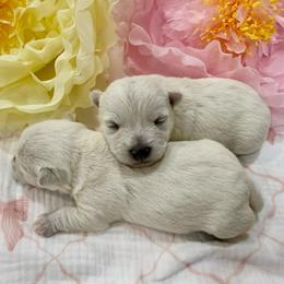 Girl 4 - White female West Highland White Terrier puppy in Boaz, Alabama from Creekside Westies
