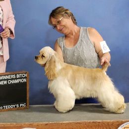 Sanza - Cocker Spaniel