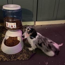 Randy Travis pet 3,500 - Dapple male Dachshund puppy in Irving, Texas from DFW Dachshunds by G & S