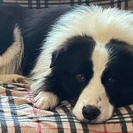 Pasha - Border Collie