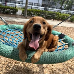 Rogue - Golden Retriever