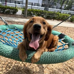 Rogue - Golden Retriever