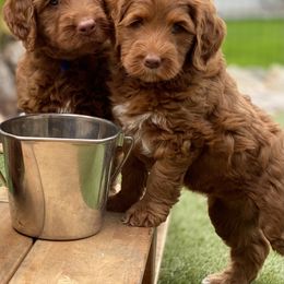 Australian Labradoodle Puppies from Cascade Canyon Labradoodles