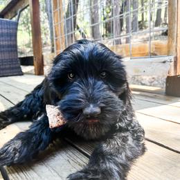 Goldendoodle Puppies from Lundee Doodles