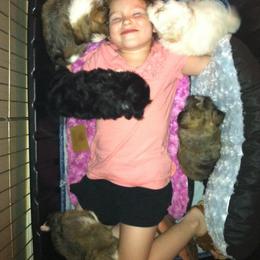 Havanese Puppies from HINZ-N-CO Havanese