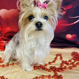 Bella - Biewer Terrier