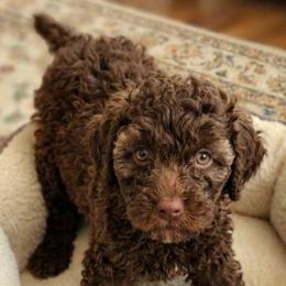 Bronco - Brown male Shihpoo puppy in Macon, Georgia from Shipoo Lane