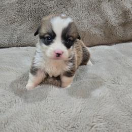 Yellow Collar Male - Red male Pembroke Welsh Corgi puppy in Tenino, Washington from LoneStar Corgis NW
