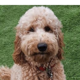 Luna - Goldendoodle