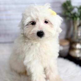 Dream - White female Sheepadoodle puppy in Nixa, Missouri from Davis Family Doodles