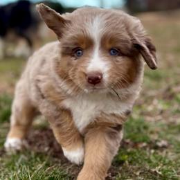Margie - Red merle female Miniature Australian Shepherd puppy in Stockton, Missouri from Kizmit Farmz